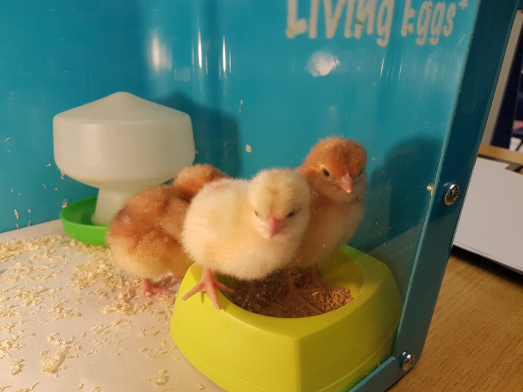 Image of Chicks in Reception